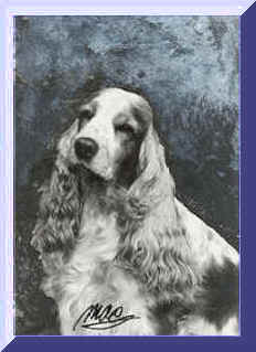  Picture of Orange Roan English Cocker Spaniel. Head Study Of Candy. Show Name Aust. CH. Brightleaf Be Gracious. Signed by Mac