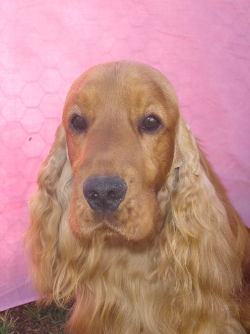 Head Study Picture Of Gold English Cocker Spaniel. Show Name BennadaleThe Gold Logie. Pet Name Tom.