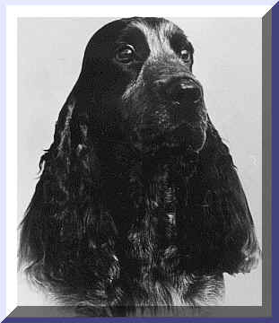 Head Study Picture Of English Cocker Spaniel. Show Name Aust. CH. Brightleaf Bewinged. Pet Name Wings.