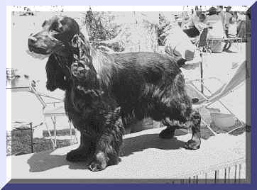 Picture Of English Cocker Spaniel. Show Name Aust. CH. Brightleaf Bewinged. Pet Name Wings. Photo April 1975 Aged 15 months Where at the Sydney Royal Easter Show He won The Gundog Group.