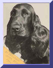 Head Study Picture Of Black English Cocker Spaniel. Show Name Aust. CH. Brightleaf Black Bess. Pet Name Bessy