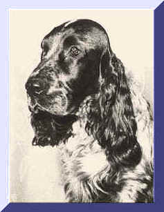 Head Study Picture Of Blue Roan English Cocker Spaniel. Show Name Aust. CH. Brightleaf Bounty. Pet Name Bounty.