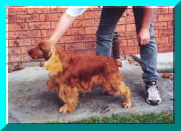 Picture of Kesthin Charlie Boy, Gold English Cocker Spaniel Standing. Pet Name Charlie