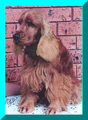 Picture of Kesthin Charlie Boy, Gold English Cocker Spaniel Siitting. Pet Name Charlie
