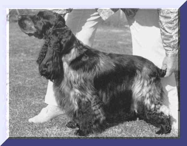 Picture Of Blue Roan English Cocker Spaniel, Standing. Show Name Aust. CH. Brightleaf Be Mindful. Pet Name Digger.