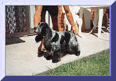 Picture Of Blue Roan English Cocker Spaniel, Standing on Footpath. Show Name Aust. CH. Brightleaf Be Mindful. Pet Name Digger.