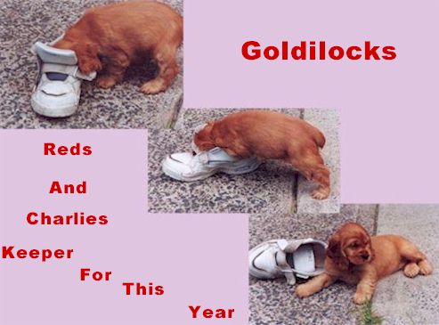 Pictures Of Gold English Cocker Spaniel Puppy Playing With White Shoe