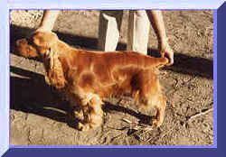  Picture Of Gold English Cocker Spaniel, Standing.  Show Name Margate The Merry Duke. Pet Name Happy