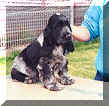 Picture of Blue Roan English Cocker Spaniel Puppy Sitting on table with fence in background