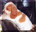Picture Of Red and White English Cocker Spaniel Pup Sitting in Brown Chair.