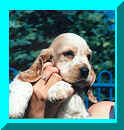 Picture Of Orange Roan English Cocker Spaniel Pup Held Buy Owner Green Tree In Back Ground.