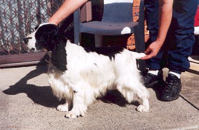 Picture of Black and White  English Cocker Spaniel Standing. Aust. Ch . Brightleaf The Legacy. Pet Name Leo