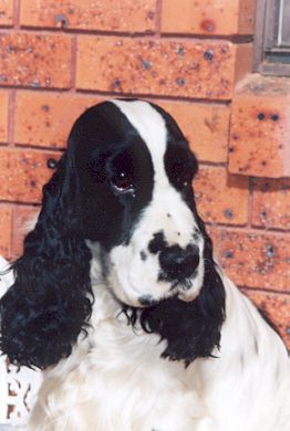 Picture of Black and White  English Coccker Spaniel. Head Study Of Aust. Ch . Brightleaf The Legacy. Pet Name Leo