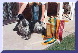 Picture Of Blue Roan English Cocker Spaniel Standing On Footpath With Show Ribbons and Trophy Displayed In Front. Show Name Aust. Ch. Brightleaf Spelbinder. Pet Name Merlin.