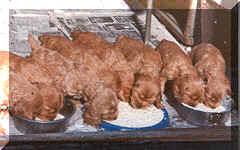 Picture Of 8 Gold English Cocker Spaniel Pups Feeding