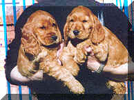 Picture Of 2 Gold English Cocker Spaniel Pups Held By Owner Blue Fence in Background