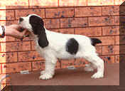 Picture of Black and White English Cocker Spaniel Puppy Standing on Trolly