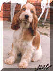 Picture of Orange Roan English Cocker Spaniel Puppy Sitting, Signed by Mac