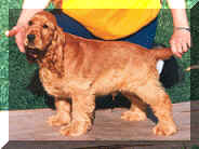 Picture of Gold English Cocker Spaniel Puppy Standing