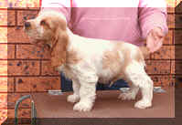 Picture of Orange Roan English Cocker Spaniel Puppy Standing on Trolly