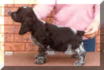 Picture of Blue Roan English Cocker Spaniel Puppy Standing on Trolly