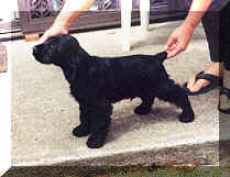 Picture of Black  English Cocker Spaniel Puppy Standing on Foot Path