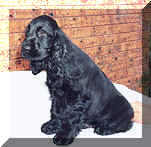 Picture of Black  English Cocker Spaniel Puppy Sitting on Table