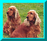 Picture of Big Red (Front) Sitting with Daughter (Rear), Gold English Cocker Spaniels
