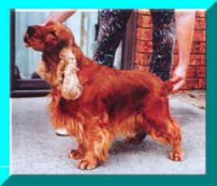 Picture of Big Red, Gold English Cocker Spaniel Standing. Show Name Brightleaf Lady Bounty.