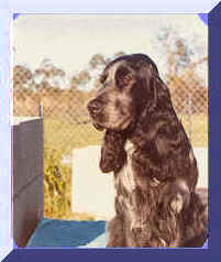 Head Study Picture Of Blue Roan English Cocker Spaniel. Show Name Aust. CH. Brightleaf Bedazzled. Pet Name Sam.