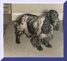 Picture Of Blue Roan English Cocker Spaniel. Show Name Aust. CH. Brightleaf Bespangled. Pet Name Spanky