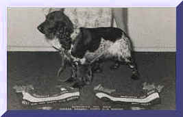 Picture Of Blue Roan English Cocker Spaniel Standing With Display Of Show Ribbons On Ground In Front. Show Name Aust. CH. Brightleaf Bespangled. Pet Name Spanky.