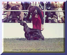 Picture Of English Cocker Spaniel Being Shown By Handler At Sydney Royal, Spectators in The Background. Show Name Aust. CH. Brightleaf Bewinged. Pet Name Wings.